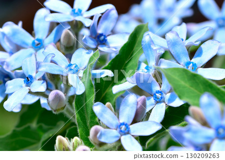 Oxypetalum Blue Star 130209263