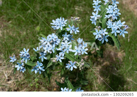 Oxypetalum Blue Star Oxypetalum Blue Star 130209265