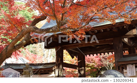 藥王寺,被紅葉包圍的山寺 藥王寺,被紅葉包圍的山寺 130209341