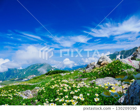 [Toyama] Mt. Oyama (Tateyama) where alpine plants bloom in abundance _01 130209390