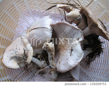 Hyero shimi Hyero shimi 130209751