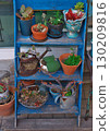 多汁植物 130209816