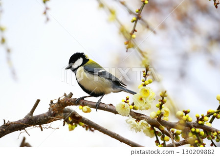 Great tit 130209882