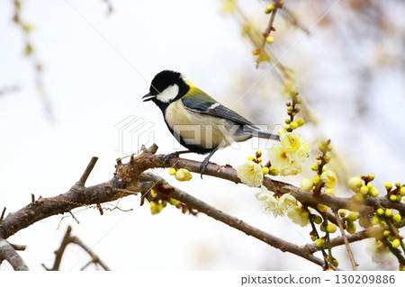 Great tit 130209886