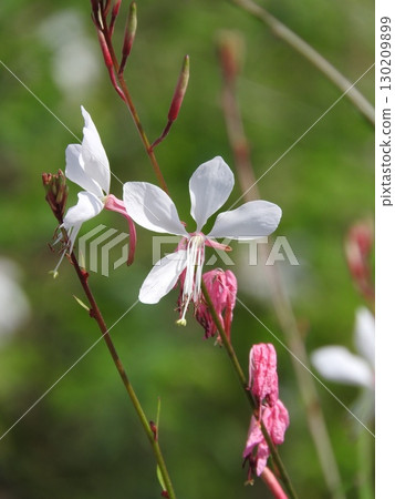 Gaura (4 petals of the Evening Primrose family) 130209899