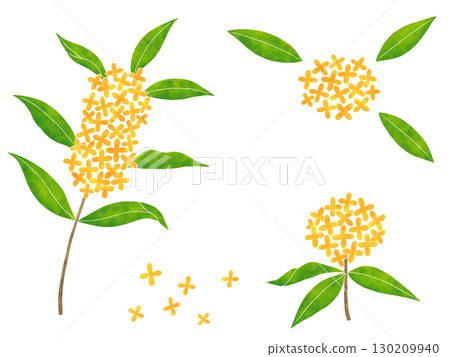 水彩風格的桂花 130209940