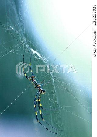 蜘蛛網 蜘蛛網 130210025