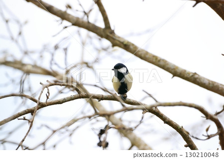 Great tit 130210048