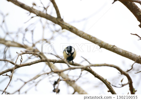 Great tit 130210055