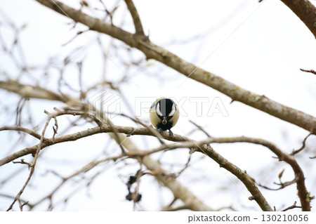 Great tit 130210056