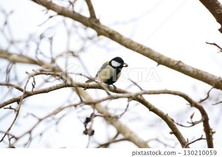 Great tit 130210059