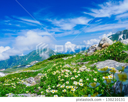 [Toyama] Mt. Oyama (Tateyama) where alpine plants bloom in abundance _02 130210131