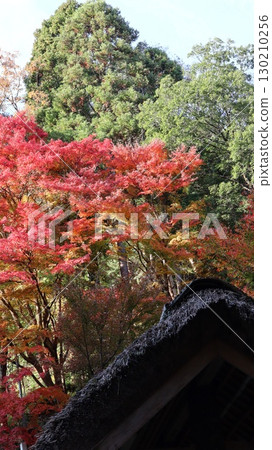 紅葉風景 西山宮(西山莊) 紅葉風景 西山宮(西山莊) 130210256