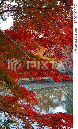 紅葉風景 西山宮(西山莊) 紅葉風景 西山宮(西山莊) 130210257