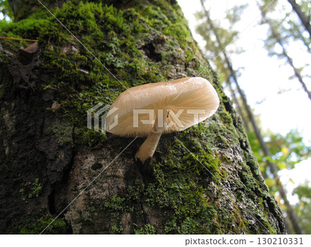 Slimy tubercle or slimy tubercle pseudo-mushroom Slimy tubercle or slimy tubercle pseudo-mushroom 130210331