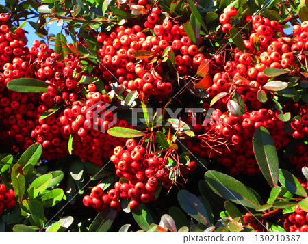 Landscape with red berries of firethorn 130210387