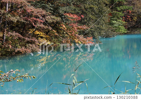 Autumn foliage at the mysterious Goshikinuma lakes in Urabandai 130210388