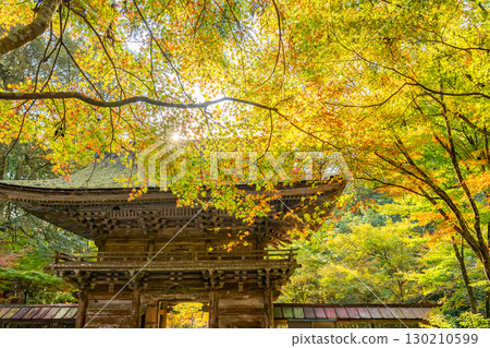 Autumn leaves at the tower gate of Oyada Shrine in Mino City, Gifu Prefecture Autumn leaves at the tower gate of Oyada Shrine in Mino City, Gifu Prefecture 130210599