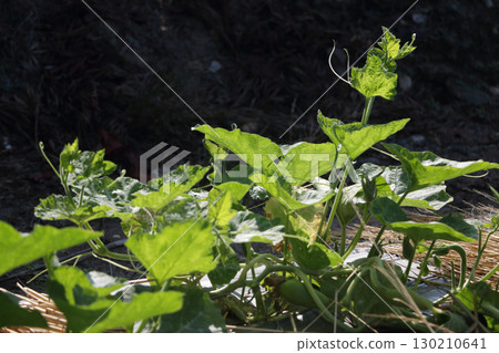 Vitality Image Baby Cuckoo 130210641