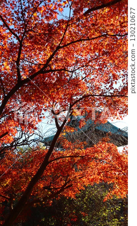 Autumn leaves at Choshoji Temple in Itako City 130210677