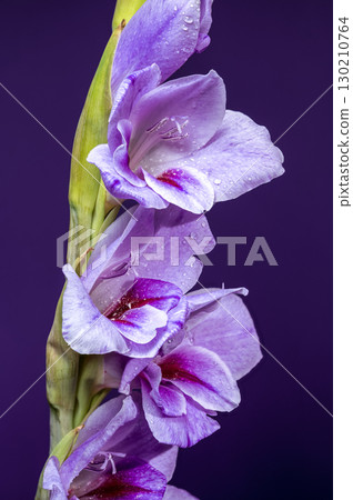 Violet gladiolus flower with water droplets on deep purple 130210764