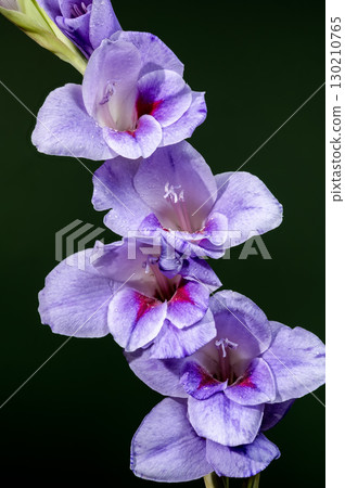 Purple gladiolus flowers with water droplets on deep green 130210765