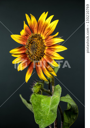 Close-up of a sunflower with vibrant petals and dewdrops against a dark background Close-up of a sunflower with vibrant petals and dewdrops against a dark background 130210769