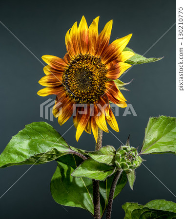 Close-up of a sunflower with vibrant petals and dewdrops against a dark background Close-up of a sunflower with vibrant petals and dewdrops against a dark background 130210770