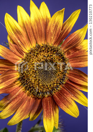 Vibrant Sunflower with Dewdrops Against a Striking Blue Background 130210773