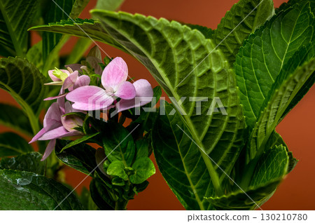 Close-up of a Pink Hydrangea with Leaves 130210780