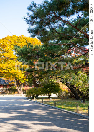 Korean traditional building in Changdeokgung palace in Seoul, South Korea. It is one of the Five Grand Palaces built by the kings of the Joseon dynasty. with beautiful autumn foliage. Korean traditional building in Changdeokgung palace in Seoul, South Korea. It is one of the Five Grand Palaces built by the kings of the Joseon dynasty. with beautiful autumn foliage. 130210829