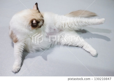 Pregnant Ragdoll cat lying on the floor, licking herself 130210847