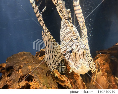 Vivid lionfish 130210919