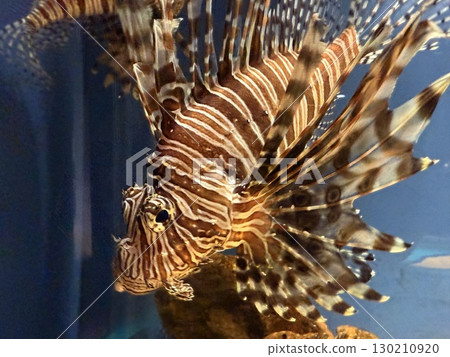 beautiful lionfish 130210920