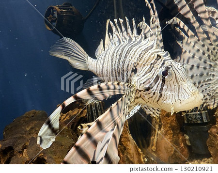 華麗的獅子魚 130210921