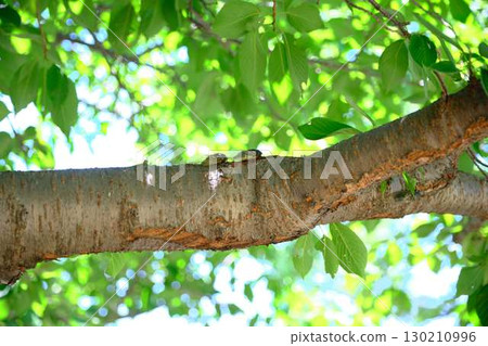 Bear cicada Bear cicada 130210996