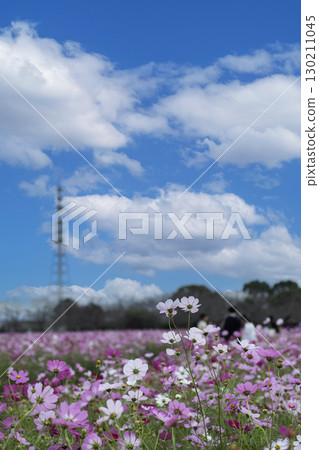 Cosmos shining in the blue sky Cosmos shining in the blue sky 130211045