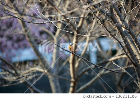 多變 多變 130211106
