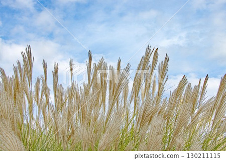 Blue sky, white clouds and a field of silver grass 130211115