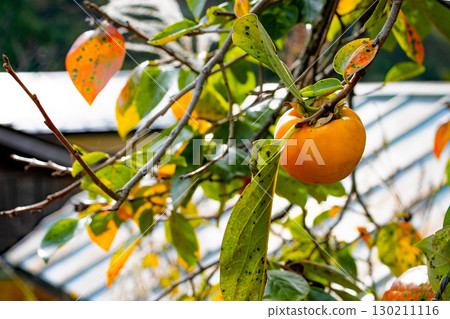 Colorful persimmons in the Satoyama 130211116