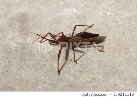 巨型刺客蟲 巨型刺客蟲 130211119