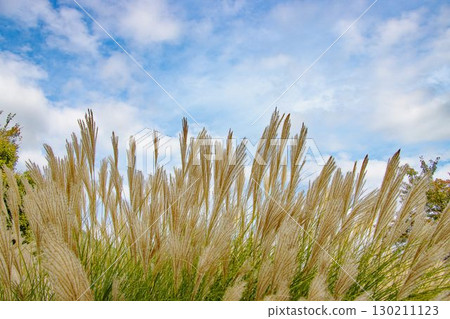 Blue sky, white clouds and a field of silver grass 130211123