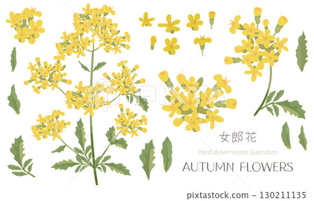 Material set for lady's mantle (one of the seven autumn herbs) 130211135