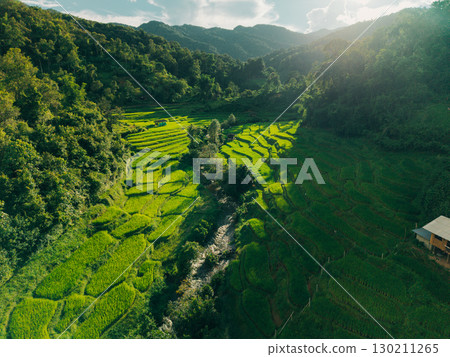 Aerial view of rice fields in the morning, green rice fields in rural Chiang Mai Aerial view of rice fields in the morning, green rice fields in rural Chiang Mai 130211265
