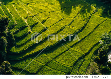 Aerial view of rice fields in the morning, green rice fields in rural Chiang Mai 130211275