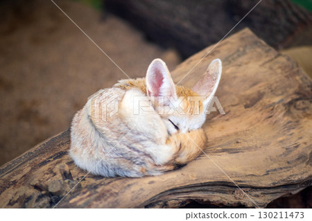 Cute little fennec fox sleeping on the log in the zoo Cute little fennec fox sleeping on the log in the zoo 130211473