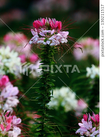 Pink and white cleome standing composition 130211517