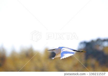 Egret flying over the grassland Egret flying over the grassland 130211537