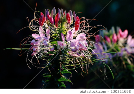 Pink and white cleome close-up against black background 130211698