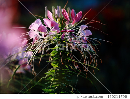Pink and white cleome flowers 130211796
